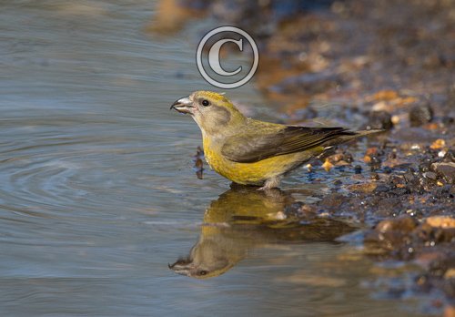  Female Crossbill  DM1779